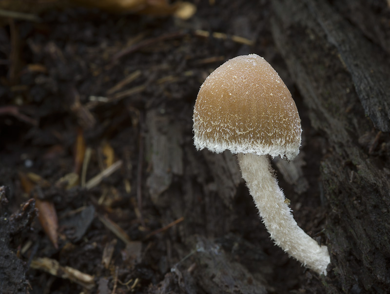 Psathyrella impexa